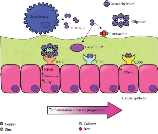 Conceptual diagram of the association of S100A12 in various digestive diseases and health.jpg